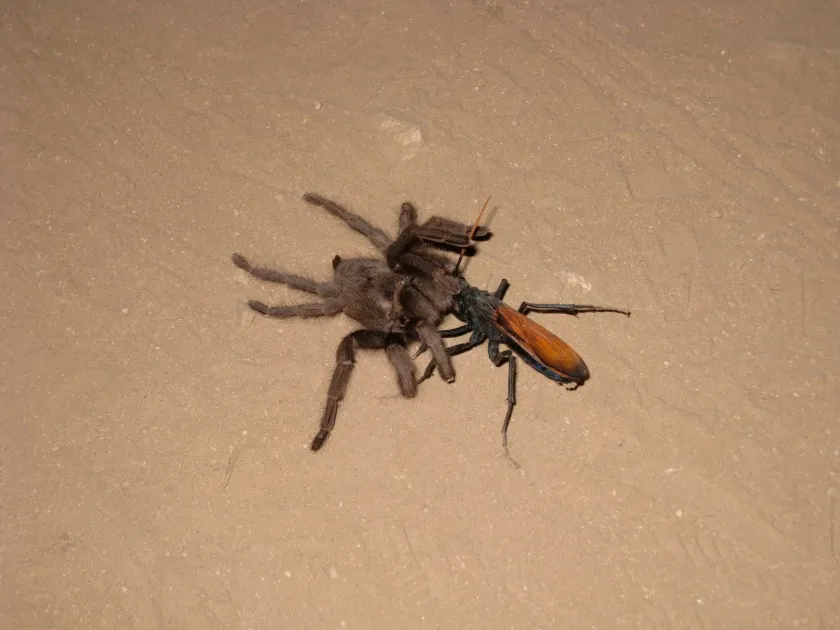 21171 tarantula hawk first aid