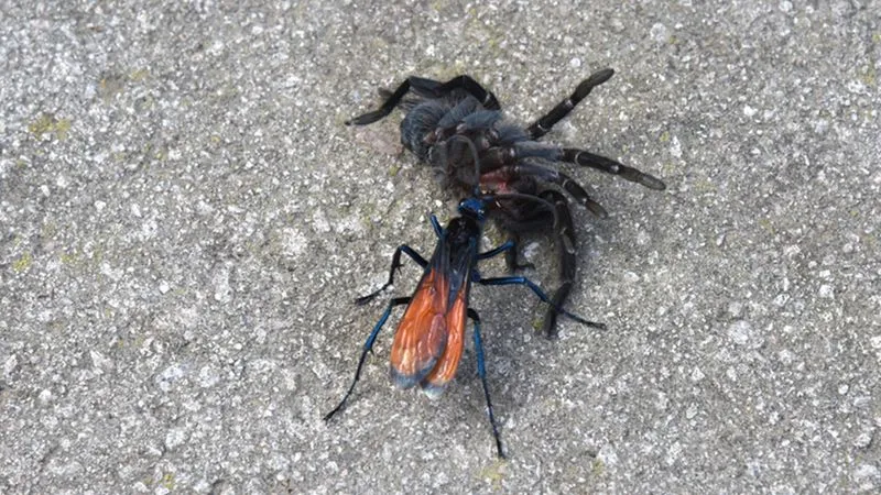 21171 tarantula hawk sting pain