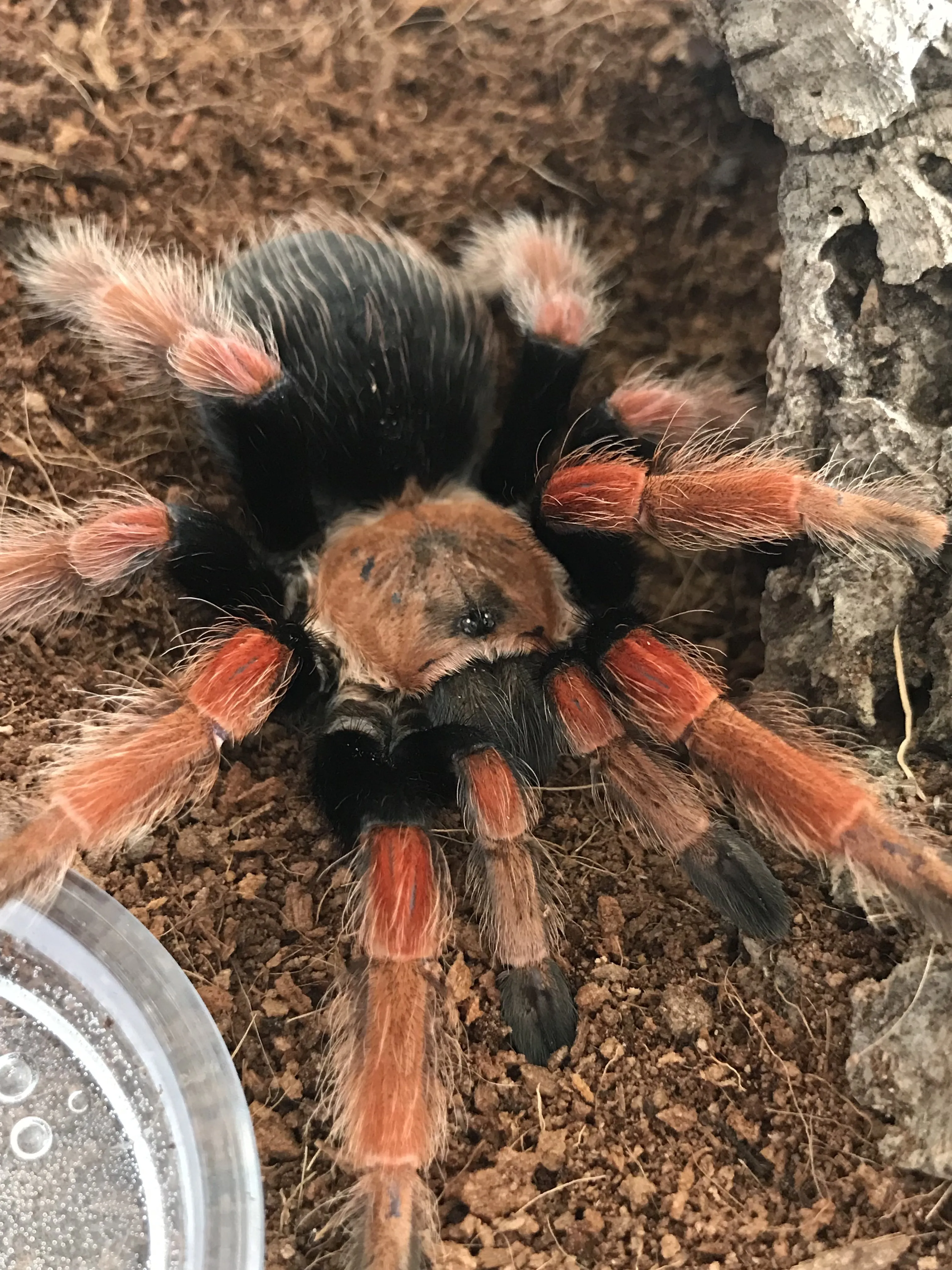 21172 boehmei tarantula 2