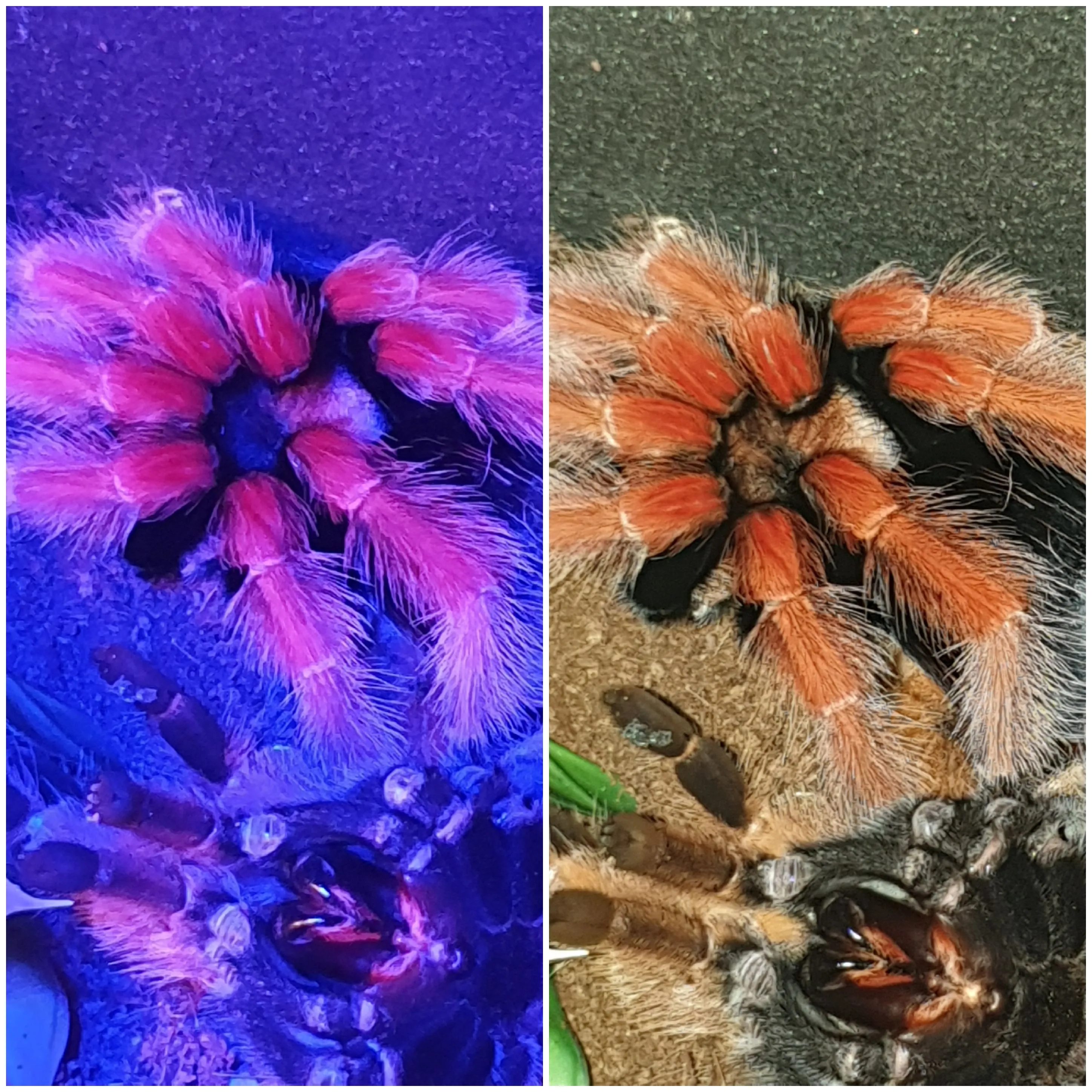21172 boehmei tarantula 3