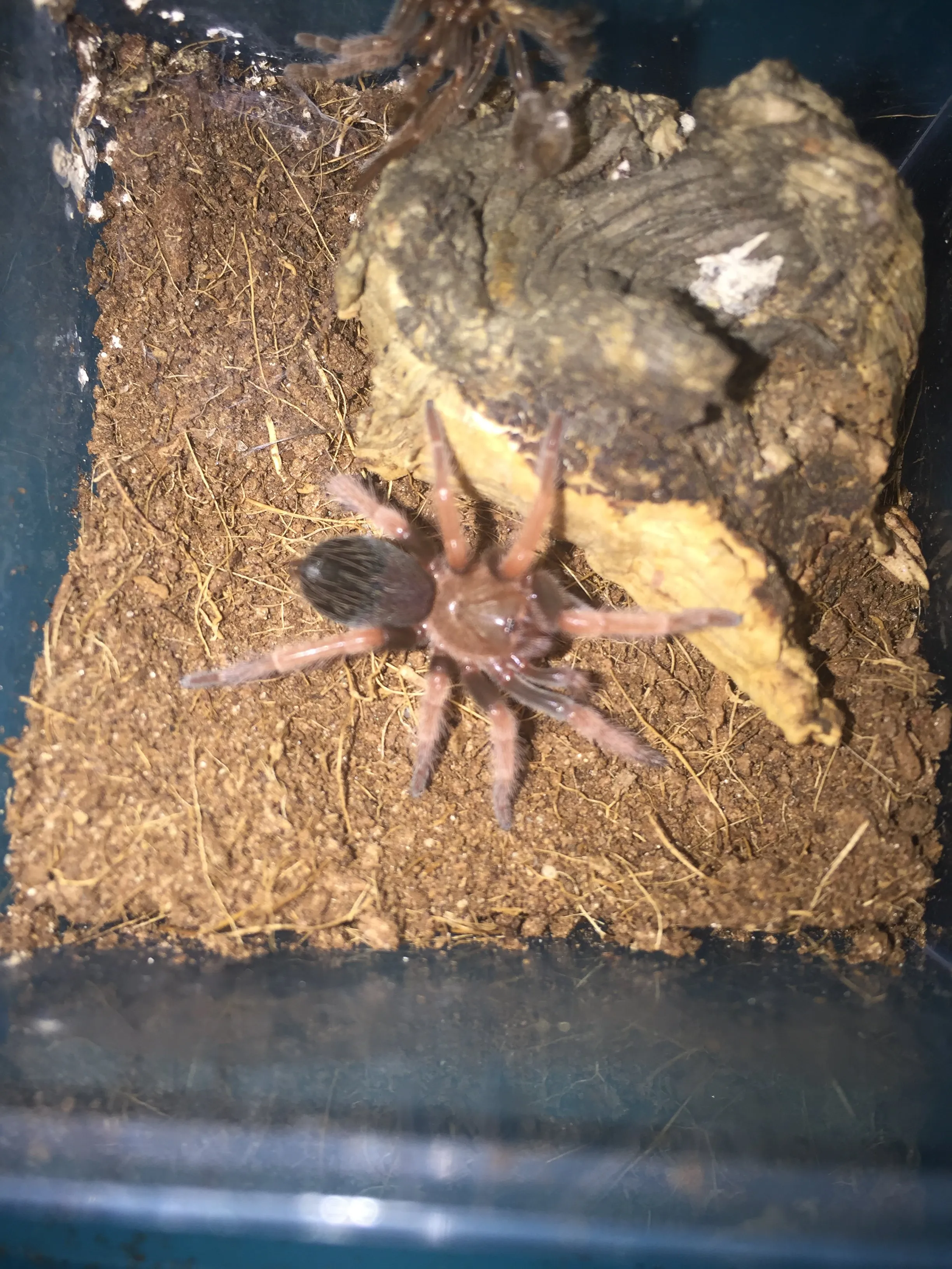 21172 boehmei tarantula 4