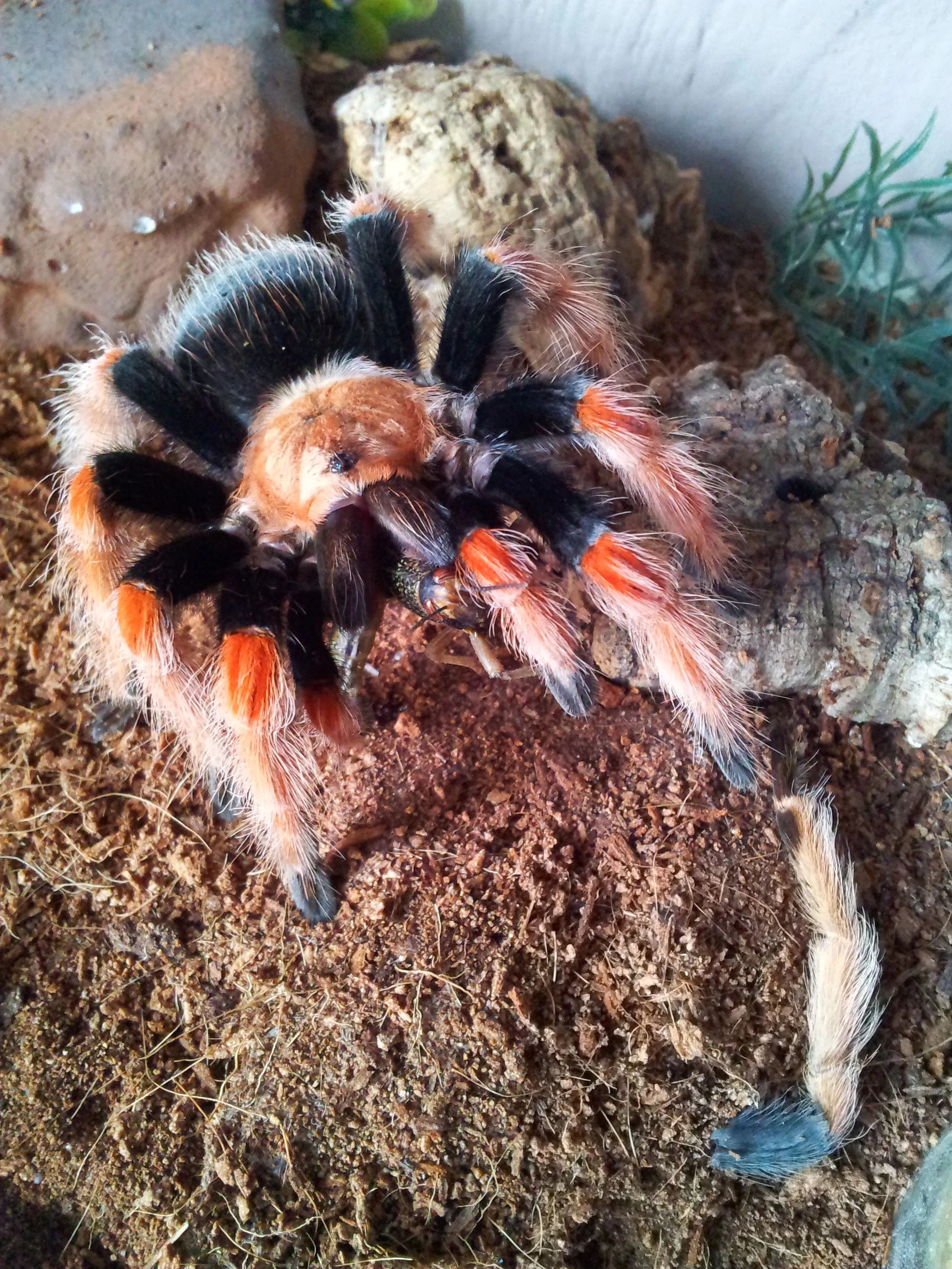21172 boehmei tarantula 5
