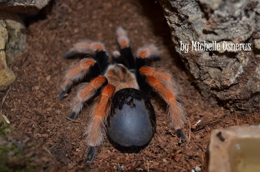 /img/21172-boehmei-tarantula-7.webp
