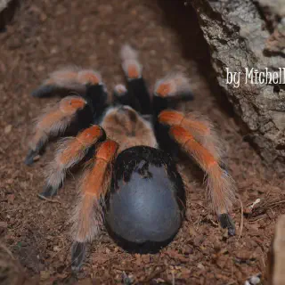 /img/21172-boehmei-tarantula-7.webp