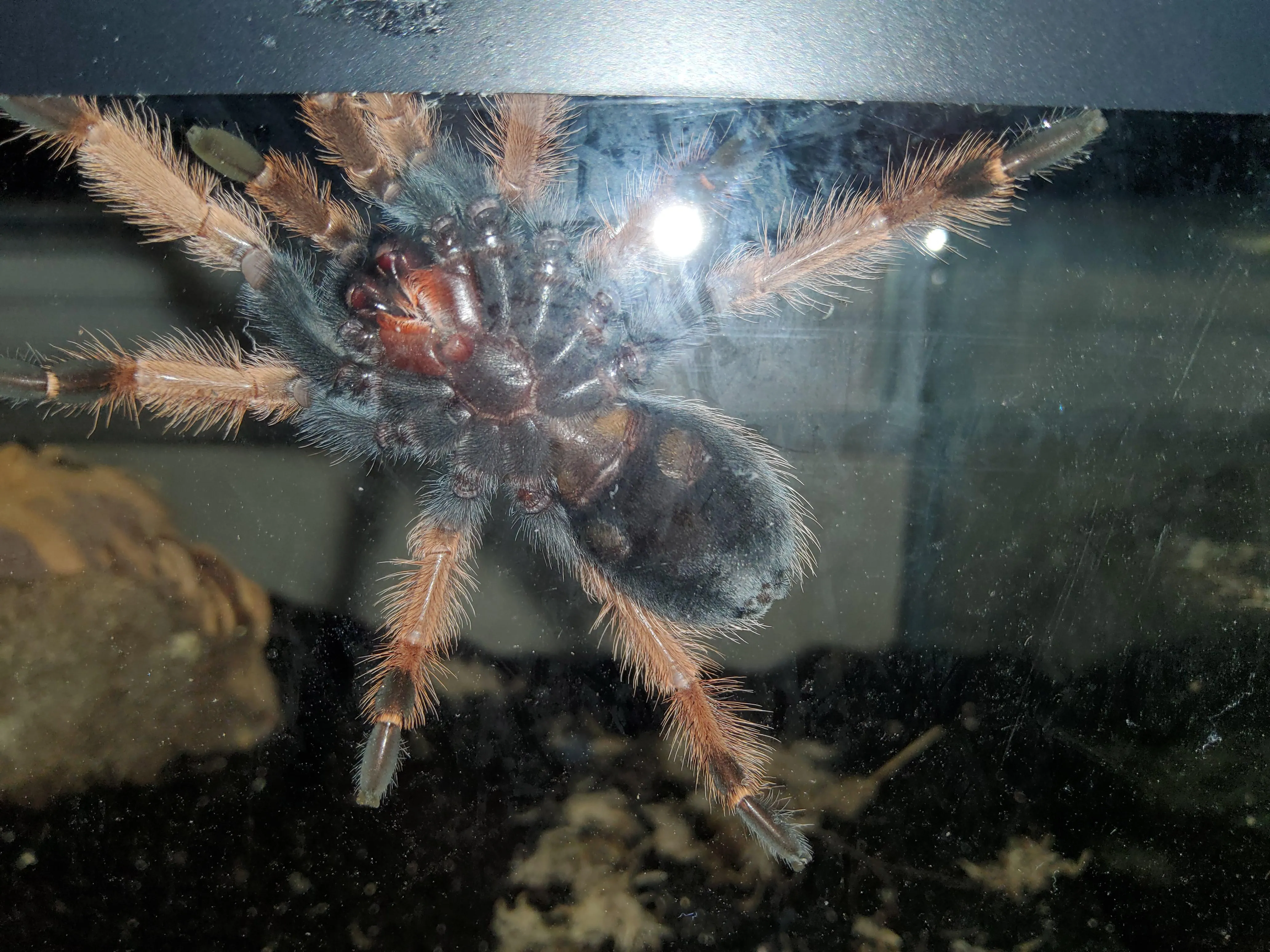 /img/21173-handling-tarantula.webp