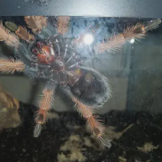 /img/21173-handling-tarantula.webp