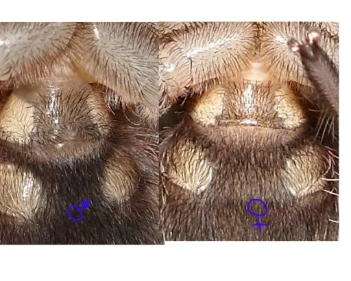 21173 juvenile tarantula