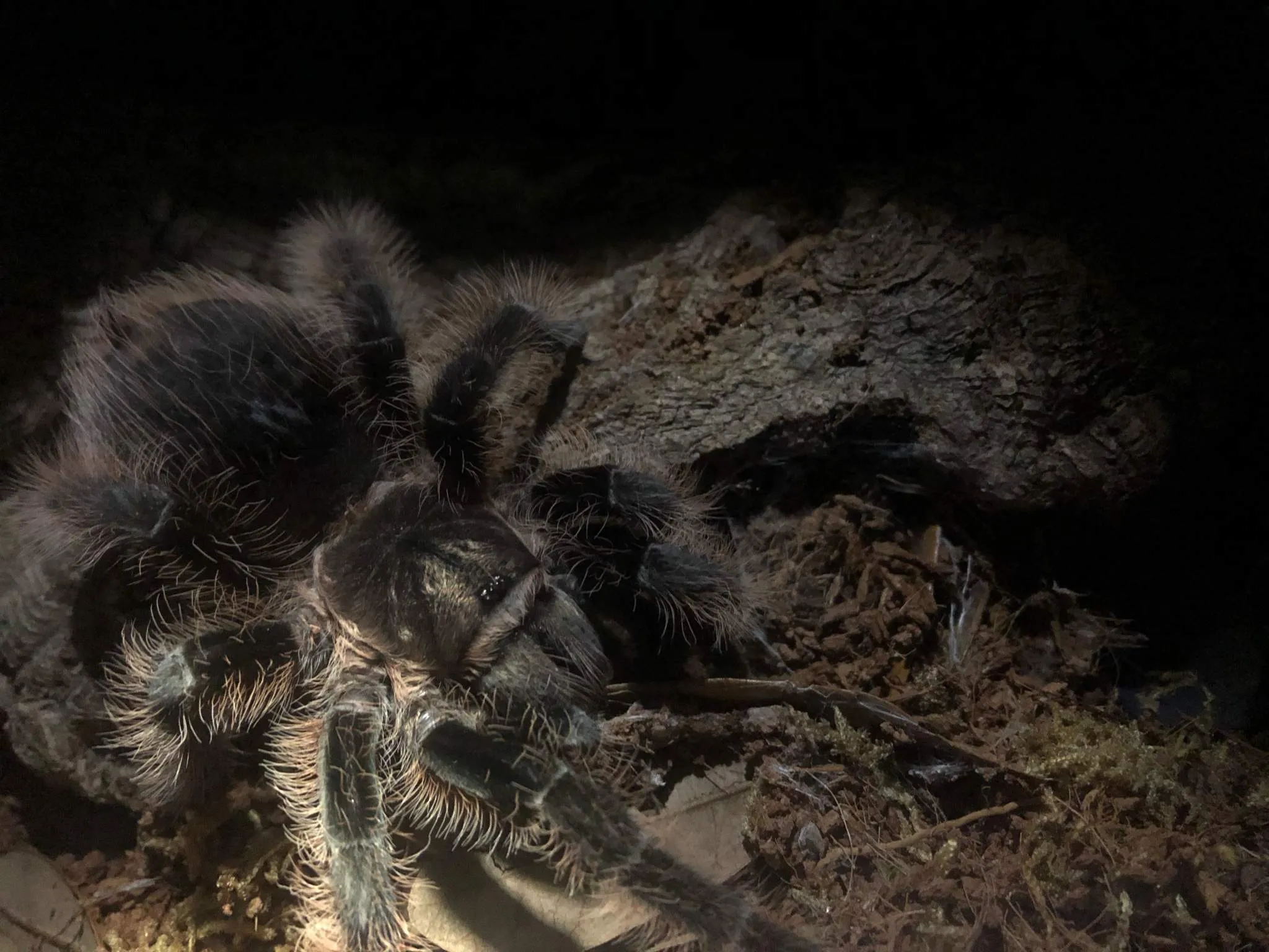 21173 tarantula epigastric furrow