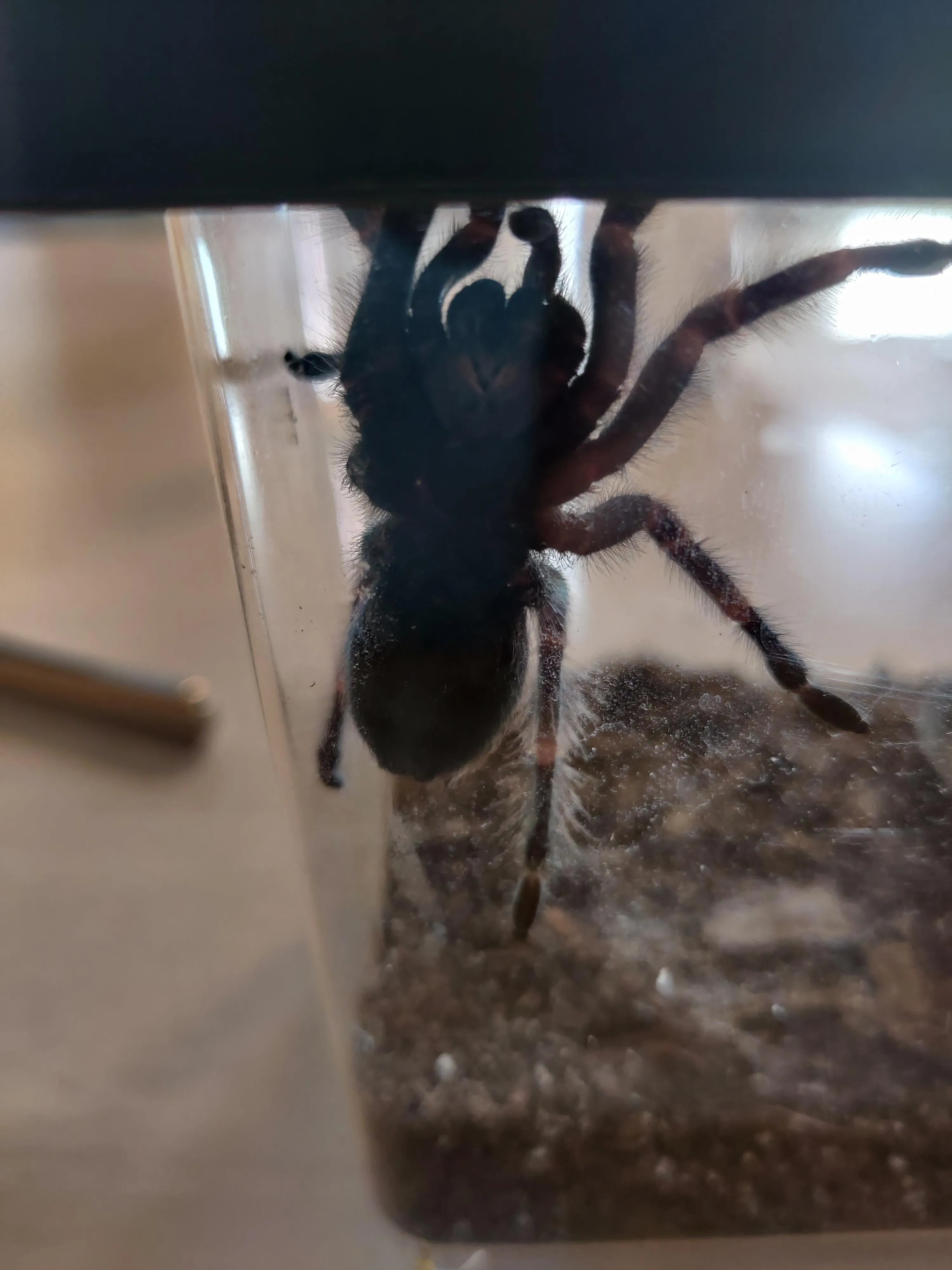 21173 tarantula molt examination