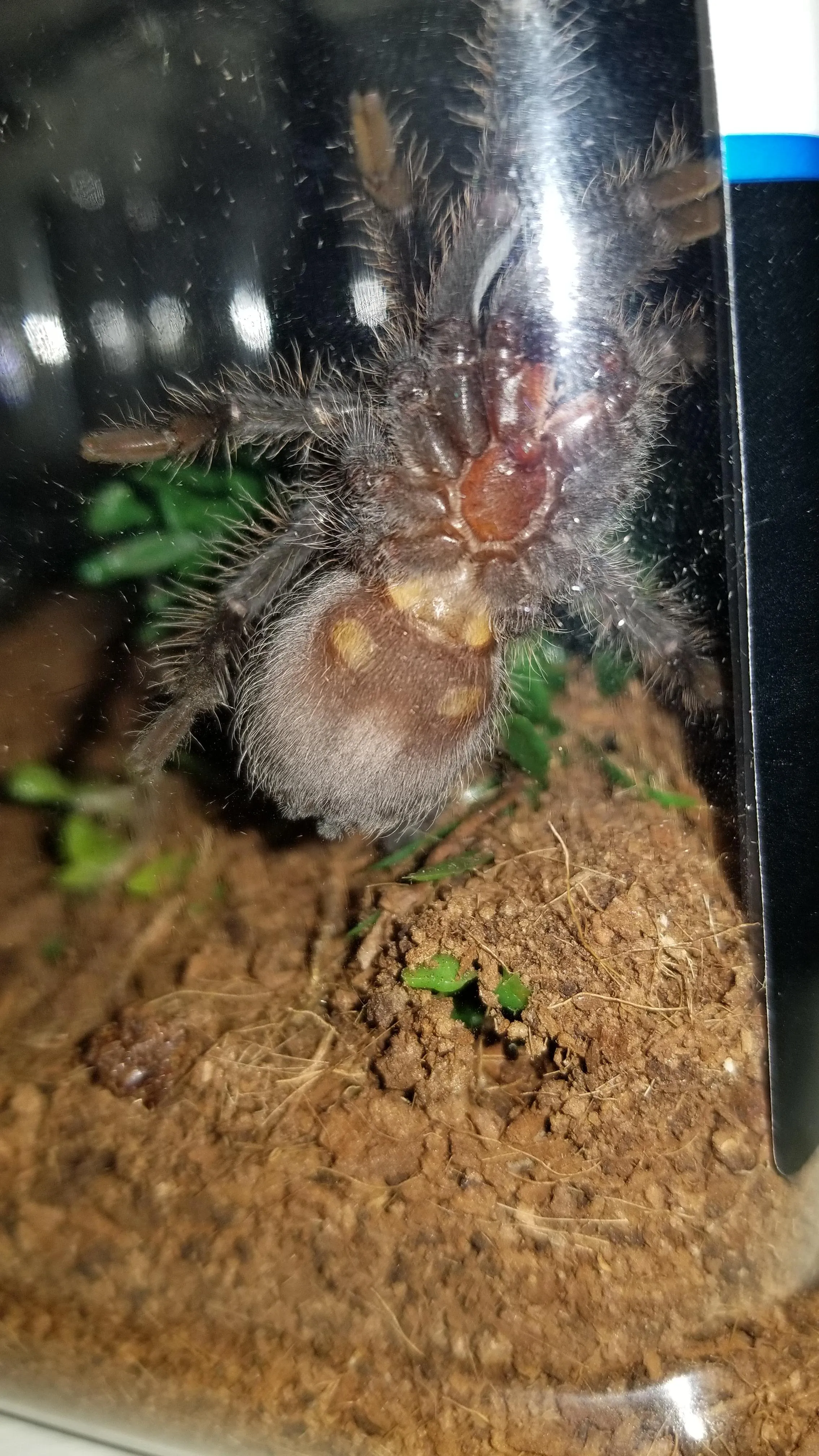 21173 tarantula pedipalps