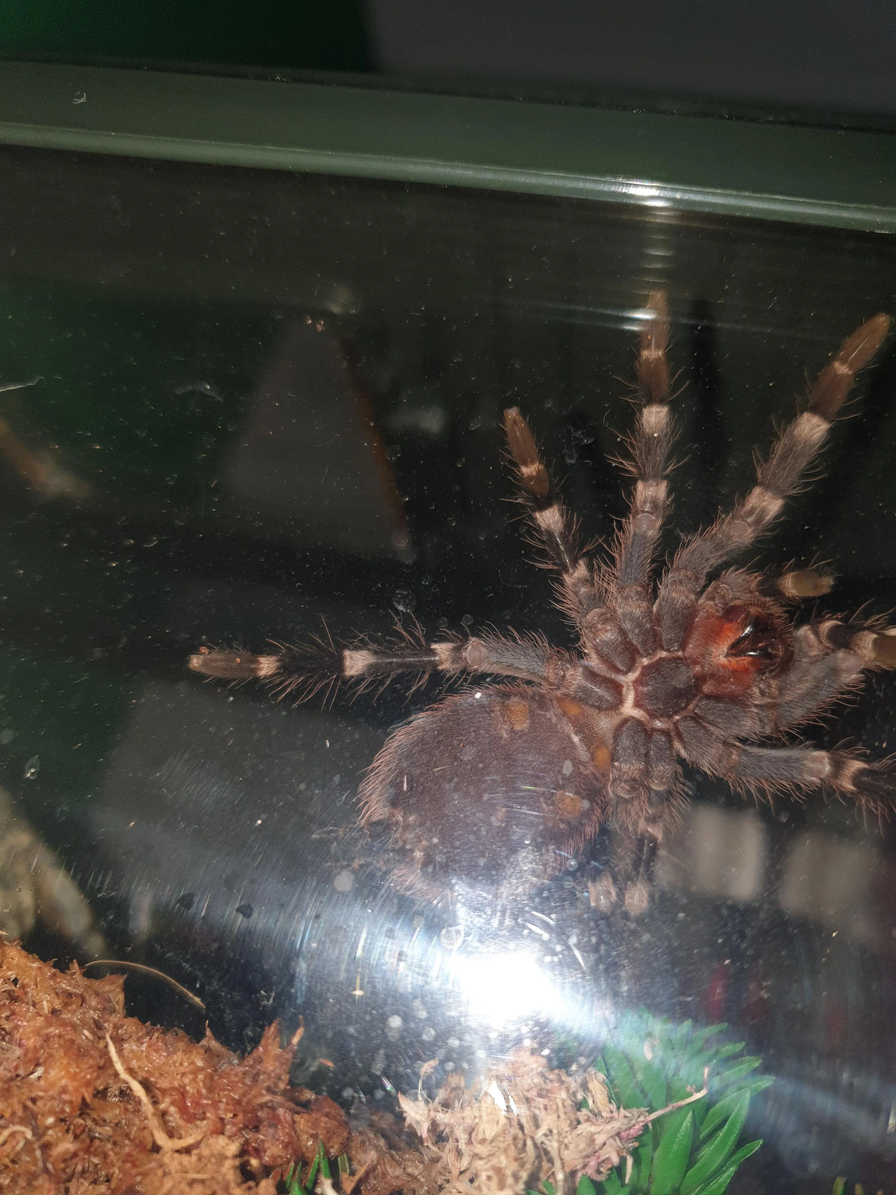 21173 tarantula spermathecae