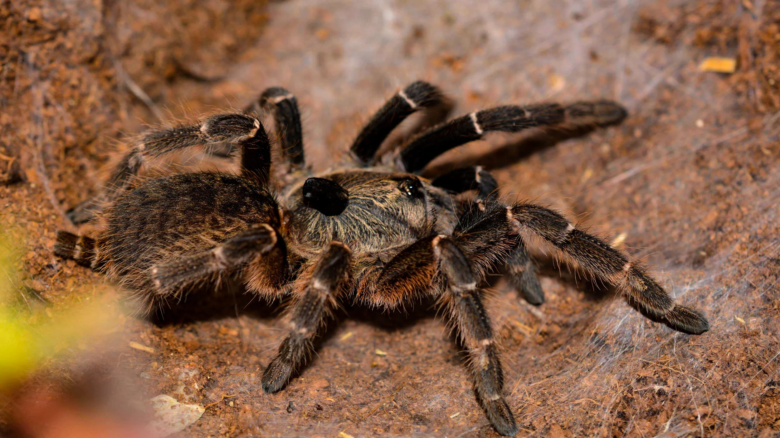 21174 pentaloris tarantula molting
