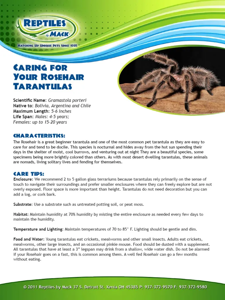 21174 pentaloris tarantula substrate