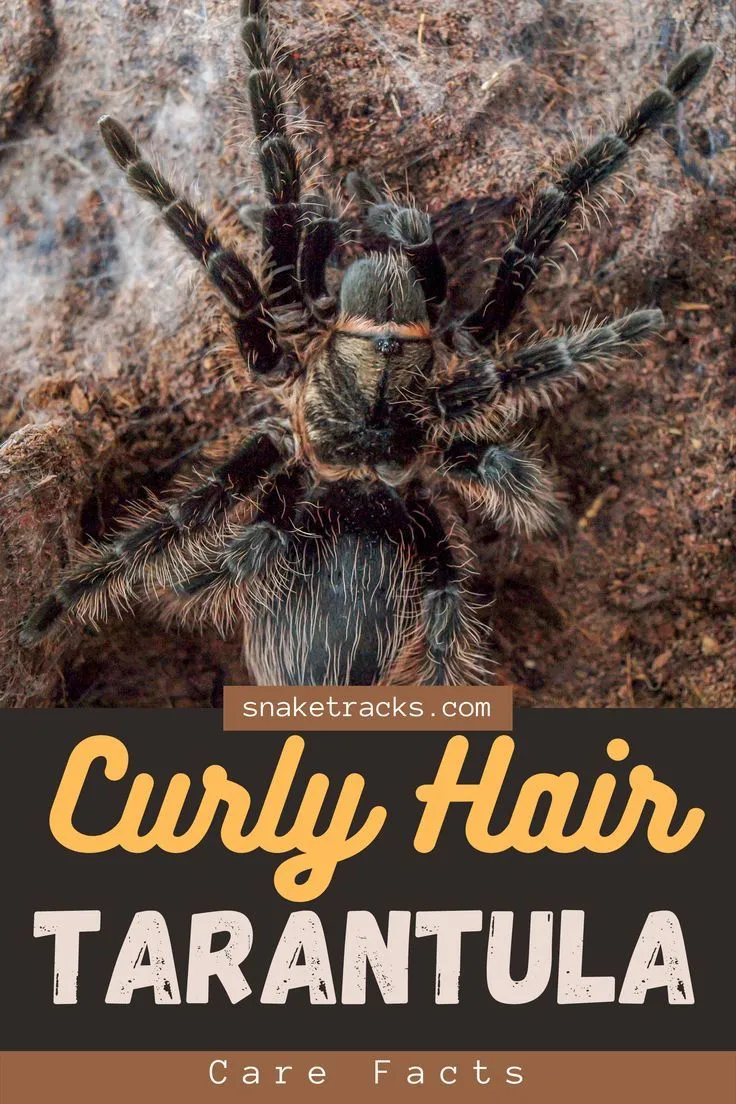 21175 choosing tarantula enclosure