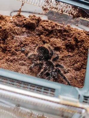 21175 feeding curly hair tarantula
