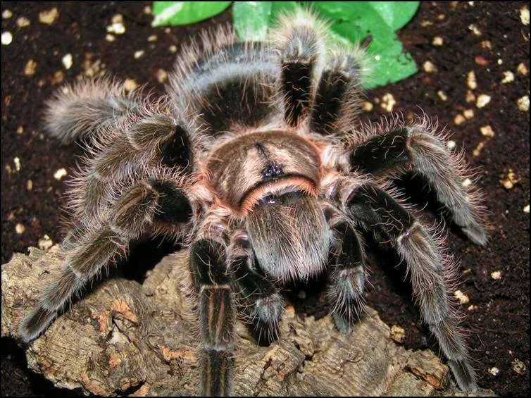 /img/21175-healthy-curly-hair-tarantula.webp