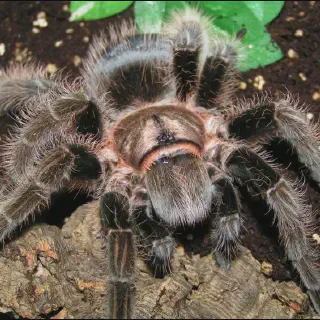 /img/21175-healthy-curly-hair-tarantula.webp