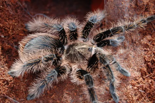 21175 molting tarantula
