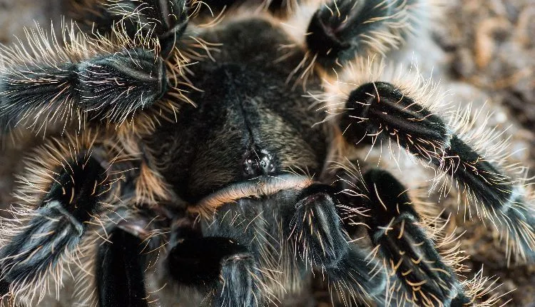 21175 tarantula substrate