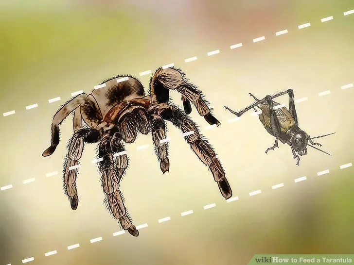 21176 feeding tarantula insect