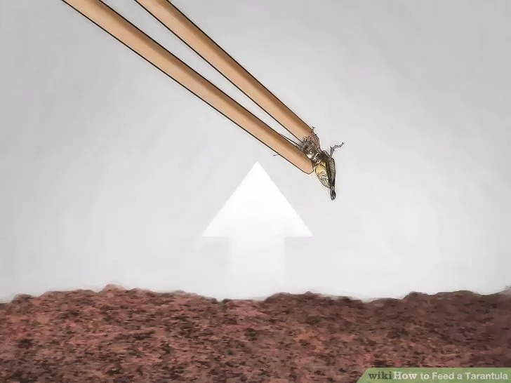 21176 tarantula feeding environment