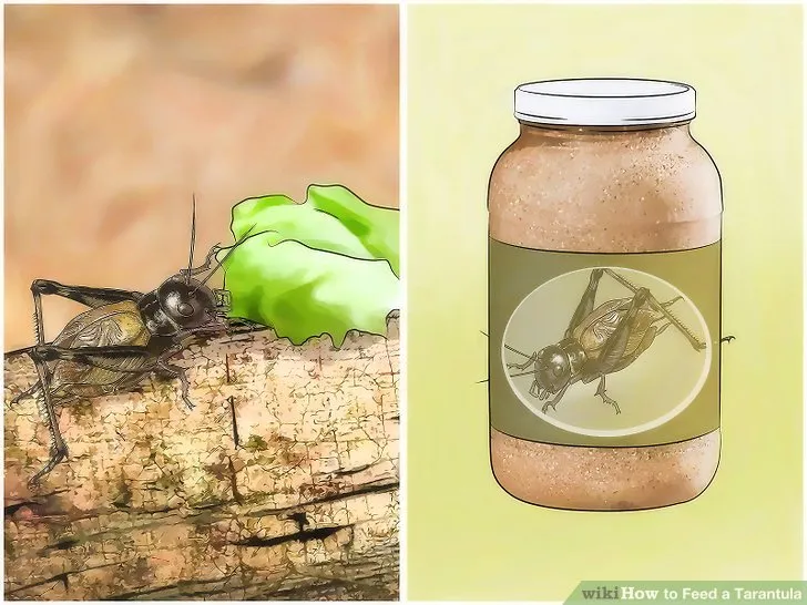 21176 tarantula feeding guide