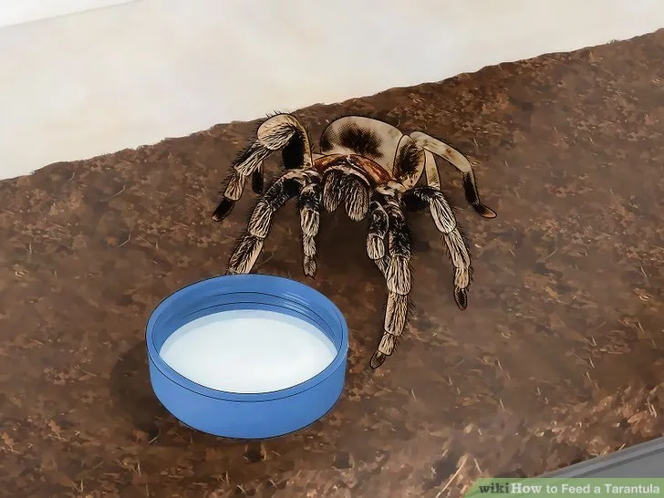 21176 tarantula molting