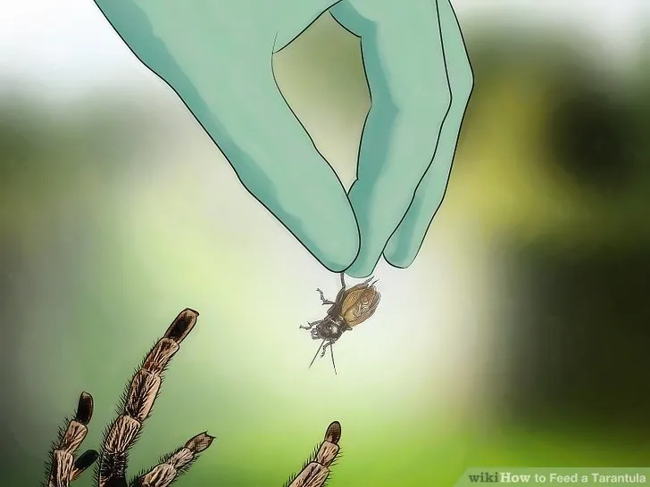 21176 tarantula species food