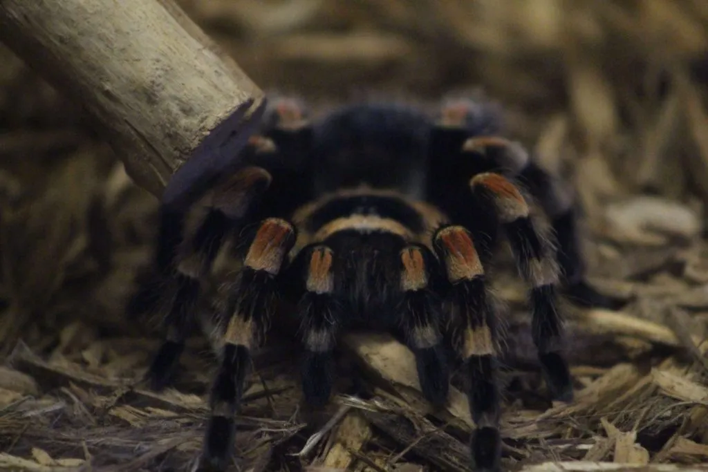 21177 red knee tarantula sling handling
