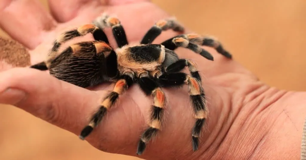 /img/21177-red-knee-tarantula-sling-healthy.webp