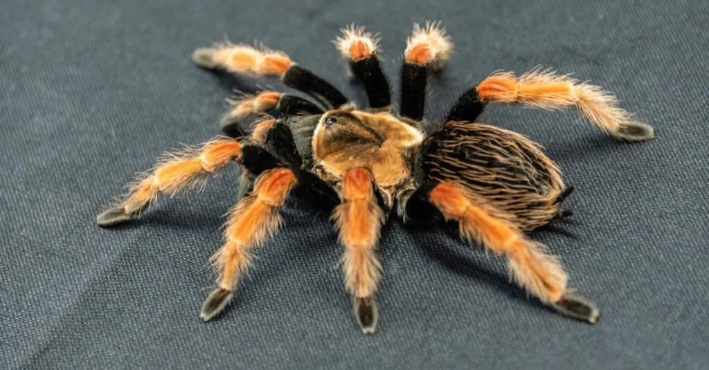 21177 red knee tarantula sling molting