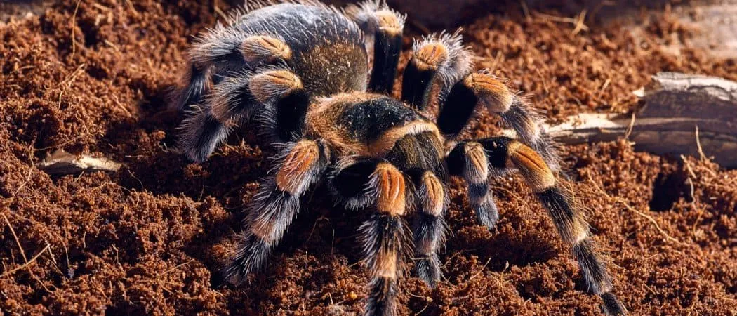 21177 red knee tarantula sling substrate
