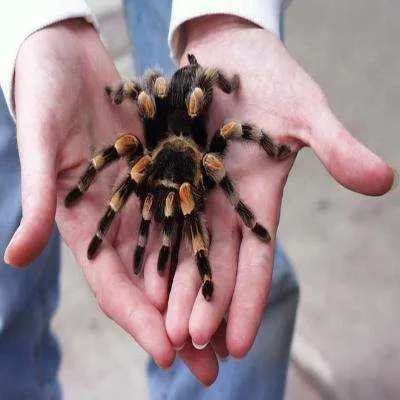 21177 red knee tarantula sling temperature