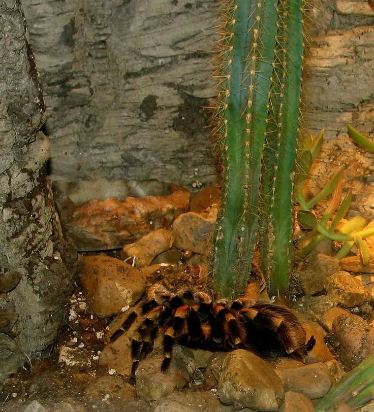 21177 red knee tarantula sling water