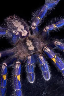 21178 gooty sapphire tarantula communal habitat