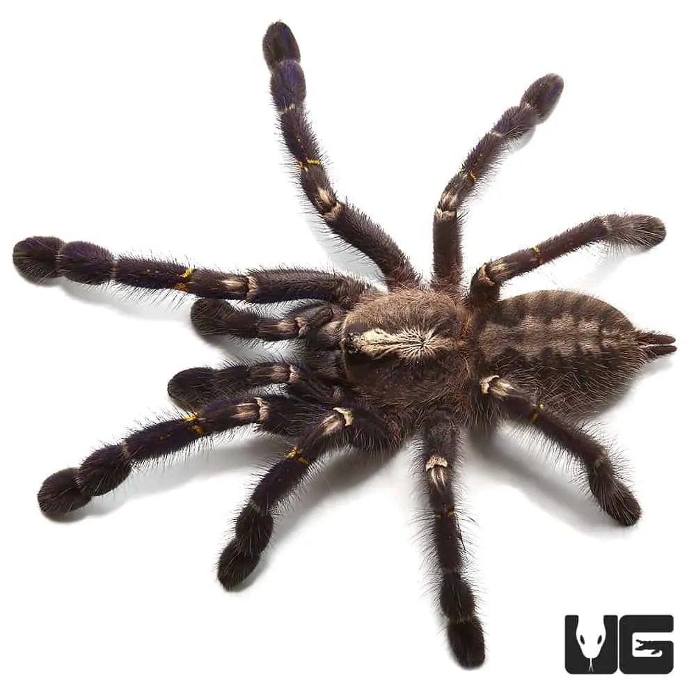 21178 gooty sapphire tarantula hides
