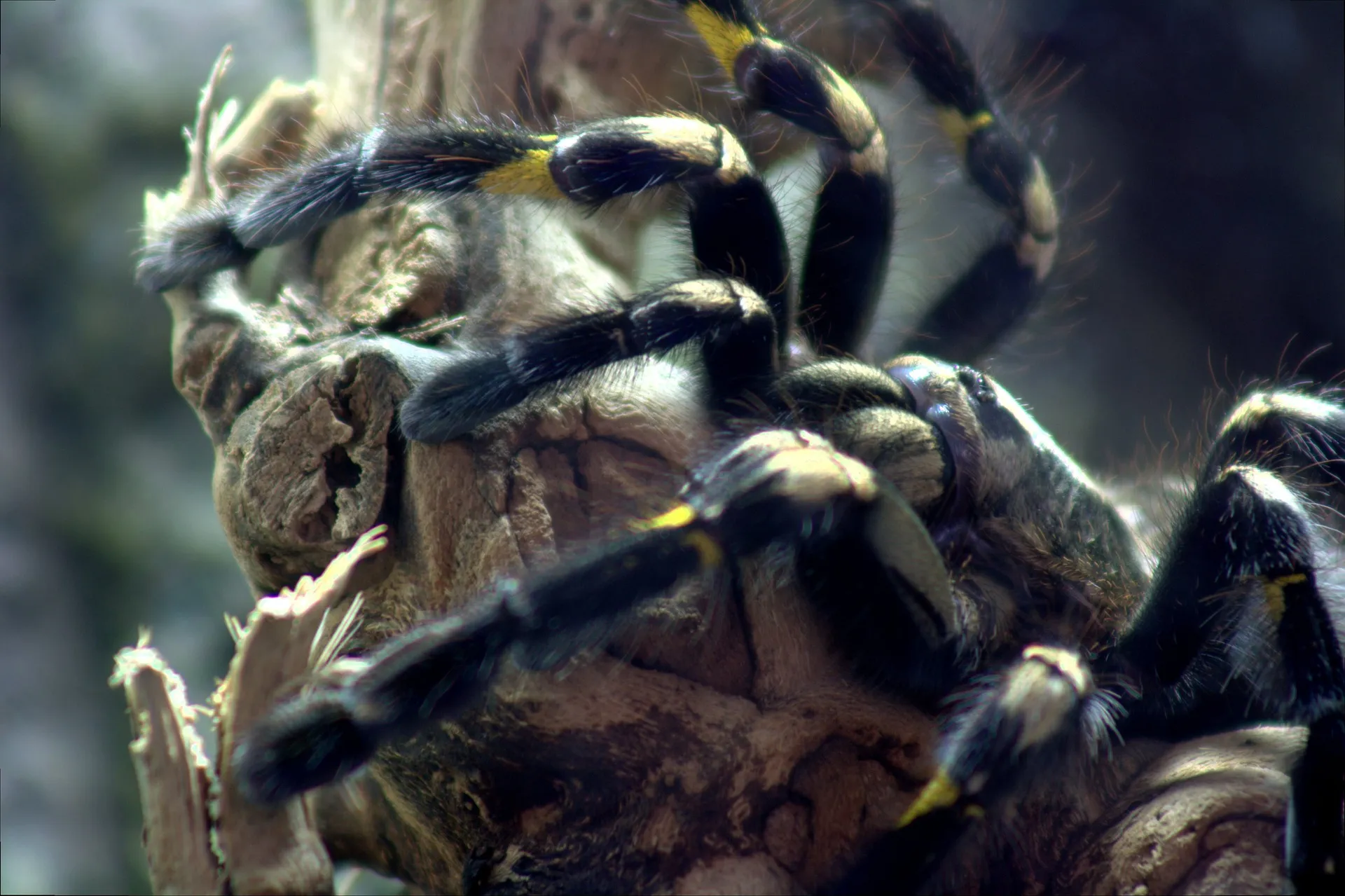 /img/21178-gooty-sapphire-tarantula-introducing.webp