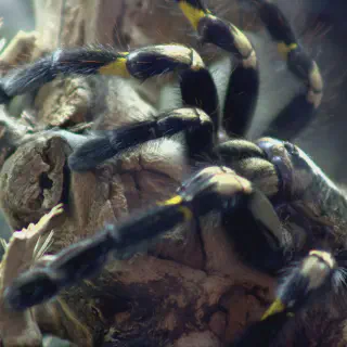 /img/21178-gooty-sapphire-tarantula-introducing.webp