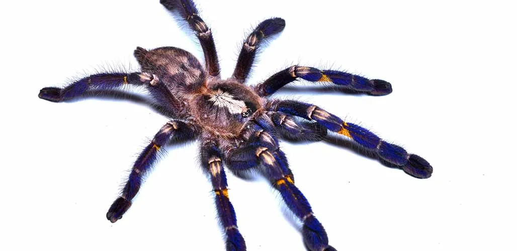 21178 gooty sapphire tarantulas enclosure