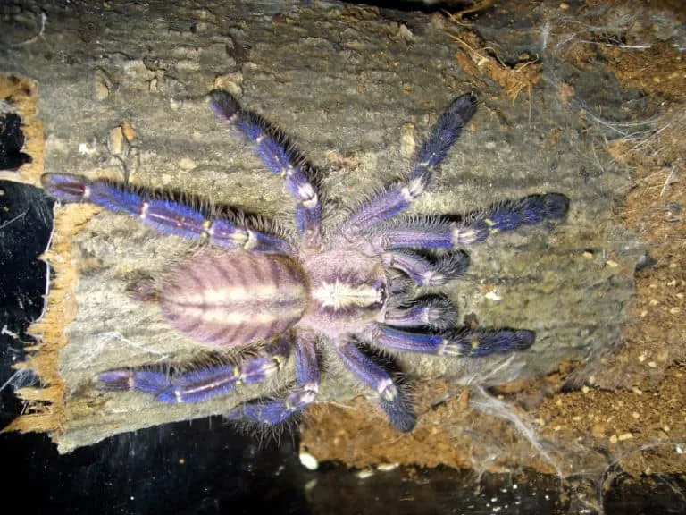 21178 gooty sapphire tarantulas feeding