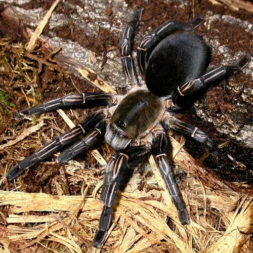 21179 zebra tarantula eating