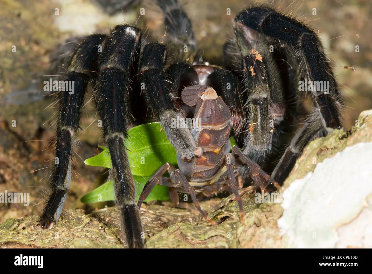 21179 zebra tarantula molting