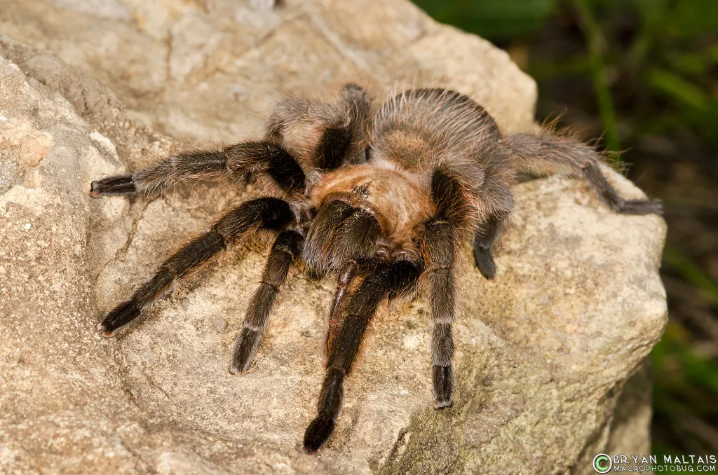 21180 missouri tarantula habitat