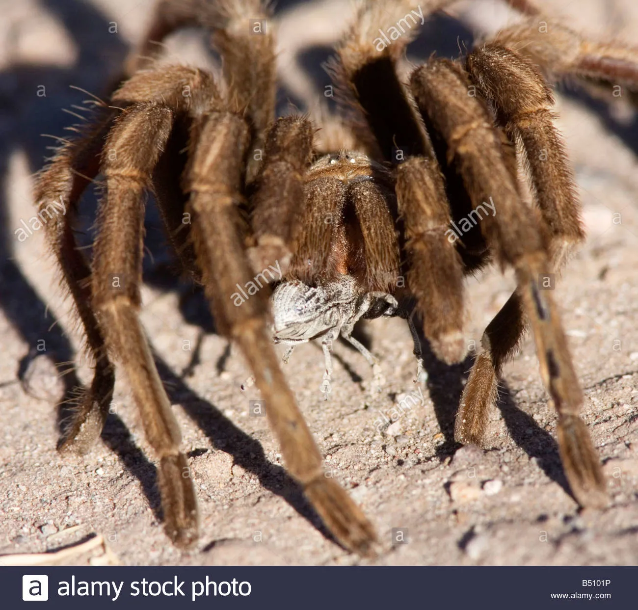 /img/21182-tarantula-avoiding-mistakes.webp