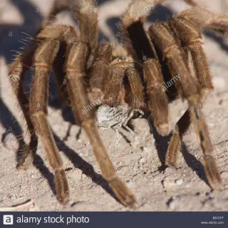 /img/21182-tarantula-avoiding-mistakes.webp