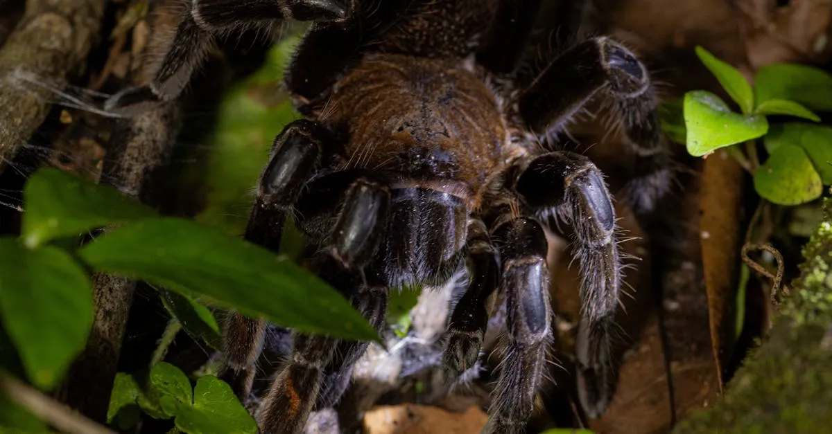 21182 tarantula eating roach