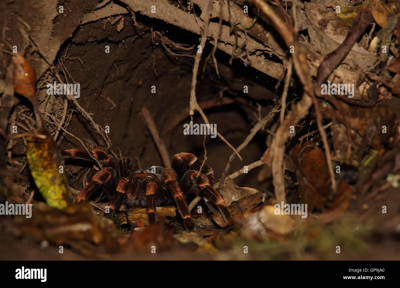 21182 tarantula feeding cricket