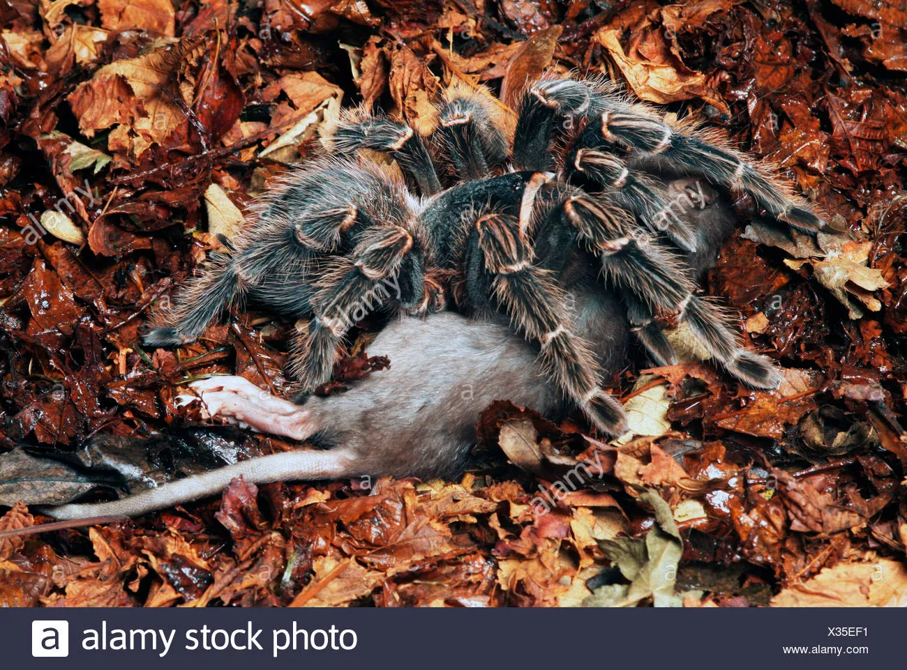 21182 tarantula feeding guide