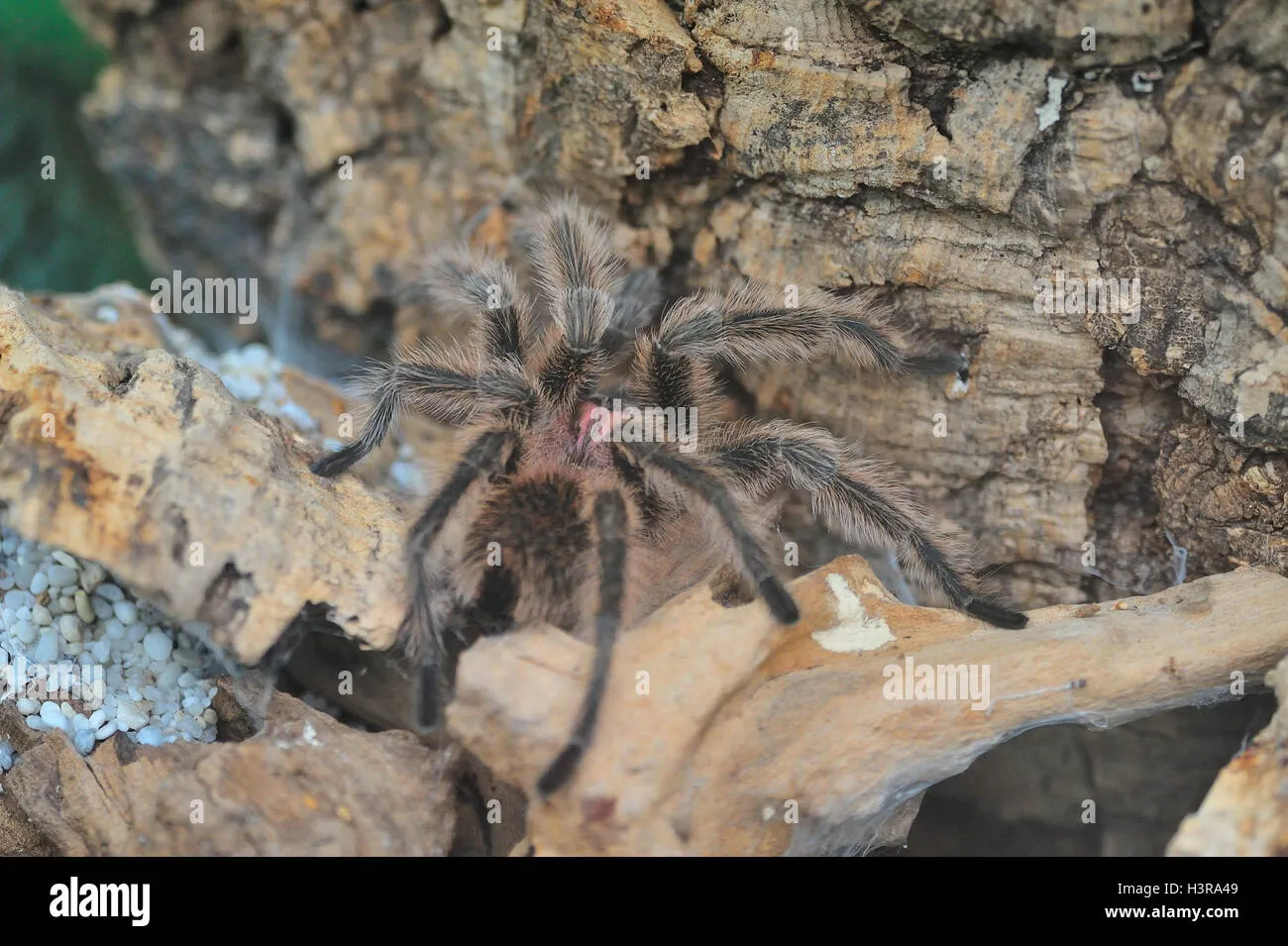21182 tarantula hunting ambush