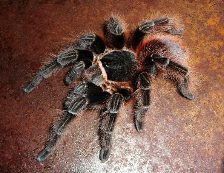 21183 acanthoscurria tarantula burrow